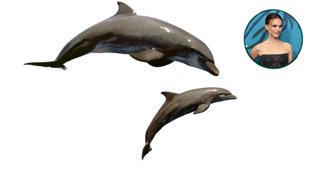 Natalie Portman Disneynature Dolphin Reef Narrator